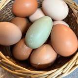 chickenlady_eggs